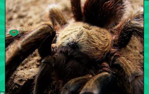 星空体育- 世界足球莱万多夫斯基 